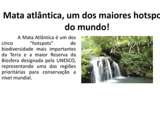 Mata atlântica, um dos maiores hotspo
do mundo!
A Mata Atlântica é um dos
cinco “hotspots” de
biodiversidade mais importantes
da Terra e a maior Reserva da
Biosfera designada pela UNESCO,
representando uma das regiões
prioritárias para conservação a
nível mundial.
 