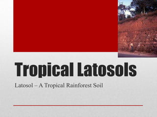 Tropical Latosols
Latosol – A Tropical Rainforest Soil

 