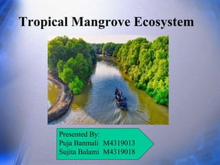 Tropical Mangrove Ecosystem
Presented By:
Puja Banmali M4319013
Sujita Balami M4319018
 
