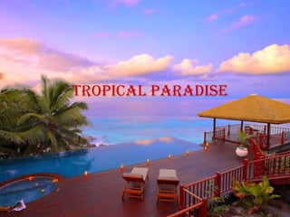 tropical paradise
 