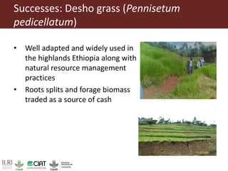 Pan-tropical perspective of recent developments in pasture research and development