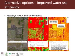 Pan-tropical perspective of recent developments in pasture research and development