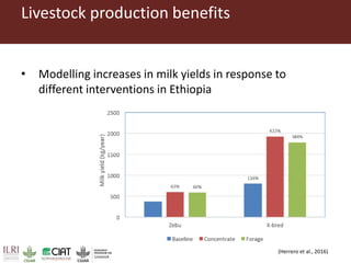 Pan-tropical perspective of recent developments in pasture research and development