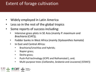 Pan-tropical perspective of recent developments in pasture research and development