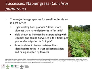 Pan-tropical perspective of recent developments in pasture research and development
