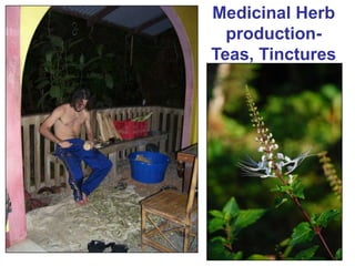 Medicinal Herb production- Teas, Tinctures 