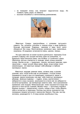  из полусухой почвы они получают недостаточно воды. Их
поливать нужно редко, но обильно.
 высокая способность к вегетативному размножению.
Животные Сахары приспособлены к условиям пустынного
климата. Так, антилопы способны в поисках воды и пищи пробегать
большие расстояния. Ящерицы, черепахи и змеи могут долго
обходиться без воды. Многочисленны различные жуки, саранчовые,
скорпионы. Из хищников встречаются гиены, шакалы, лисицы.
Ни одно животное не может вынести длительного перегрева. Если
оставить ящерицу или грызуна песчанку днем на солнцепеке, то
буквально через несколько минут они погибнут от солнечного удара.
Обитатели пустынь спасаются от палящих лучей солнца разными
путями. Многие из них — тушканчики, гекконы, песчаные удавчики, жуки-
чернотелки — ведут ночной образ жизни. Днем, когда солнце печет
немилосердно, эти животные находят себе убежище в глубоких
прохладных норках.
Животные, ведущие дневную жизнь, активны лишь в ранние
утренние часы, когда почва еще не раскалилась. А когда солнце
поднимается выше и лучи его превращают поверхность земли в
пышущую жаром сковородку, они ищут себе тенистые прохладные
убежища. Дневные ящерицы — ящурки, агамы, круглоголовки —
забираются в норы грызунов, закапываются в песок или же забираются
на ветки кустарников, где температура заметно ниже, чем в раскаленном
приземном слое воздуха. Млекопитающие также скрываются в норах или
прячутся в тени кустов и камней. Мелкие птицы — пустынные воробьи,
буланые вьюрки — предпочитают строить гнезда в тени, чтобы уберечь
себя и потомство от перегрева. Поэтому они охотно поселяются под
громадным гнездом пустынного ворона или беркута. Под ним, как под
зонтиком, размещаются 3—5 гнезд мелких воробьиных птиц.
 