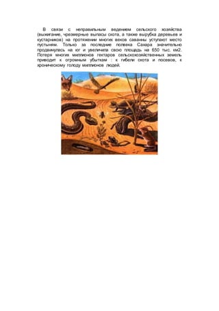 В связи с неправильным ведением сельского хозяйства
(выжигание, чрезмерные выпасы скота, а также вырубка деревьев и
кустарников) на протяжении многих веков саванны уступают место
пустыням. Только за последние полвека Сахара значительно
продвинулась на юг и увеличила свою площадь на 650 тыс. км2.
Потеря многих миллионов гектаров сельскохозяйственных земель
приводит к огромным убыткам : к гибели скота и посевов, к
хроническому голоду миллионов людей.
 