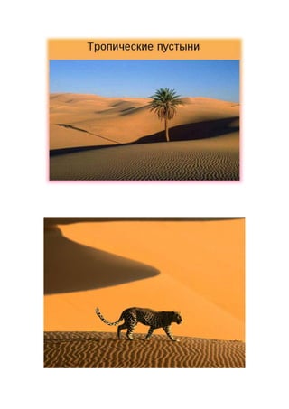Тропические пустыни