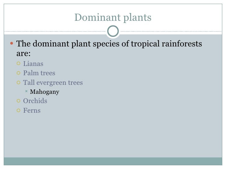 Tropical Rainforest
