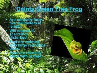Dainty Green Tree Frog Are normally forty-five millimeters in length. Will squeak if scarred or disturbed.   Feet are webbed, with large round toe discs. Eyes are normally black with orange.   