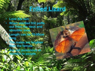 Frilled Lizard Love the sun. When startled frill puffs out from the neck and shoulder area. Length can be 70-95cm long. The males are brighter than the female.  Are not poisonous or harmful to people. 