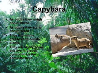 Capybara As adults they weigh about 100lbs. As adults they stand about 2ft tall. They eat mainly grasses and aquatic  plants. They are highly social and live in groups controlled by the dominate male.  