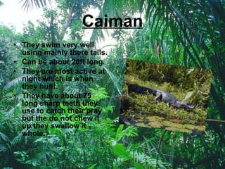 Caiman They swim very well using mainly there tails. Can be about 20ft long. They are most active at night which is when they hunt. They have about 75 long sharp teeth they use to catch their pray but the do not chew it up they swallow it whole. 