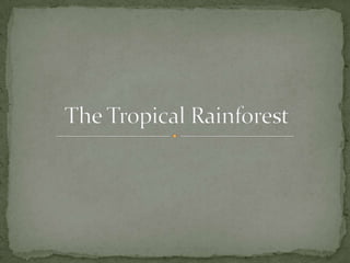 The Tropical Rainforest 
