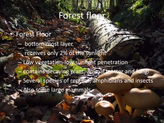 Forest floor
• Forest Floor
– bottom-most layer
– receives only 2% of the sunlight
– Low vegetation-low sunlight penetration
– contains decaying plant, animal matter and fungi
– Several species of reptiles, amphibians and insects
– Also some large mammals
 