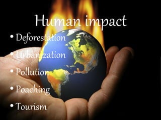 Human impact
• Deforestation
• Urbanization
• Pollution
• Poaching
• Tourism
 