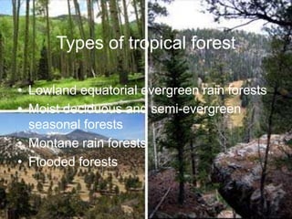 Types of tropical forest
• Lowland equatorial evergreen rain forests
• Moist deciduous and semi-evergreen
seasonal forests
• Montane rain forests
• Flooded forests
 