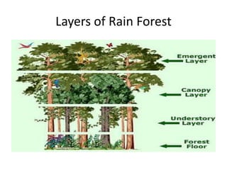 Layers of Rain Forest
 