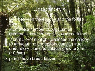 Understory
• Lies between the canopy and the forest
  floor
• home to a number of birds, small
  mammals, insects, reptiles, and predators
• about 5% of sunlight breaches the canopy
  to arrive at the understory causing true
  understory plants to seldom grow to 3 m
  (10 feet)
• plants have broad leaves
 