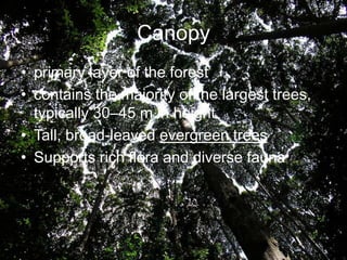 Canopy
• primary layer of the forest
• contains the majority of the largest trees,
  typically 30–45 m in height
• Tall, broad-leaved evergreen trees
• Supports rich flora and diverse fauna
 