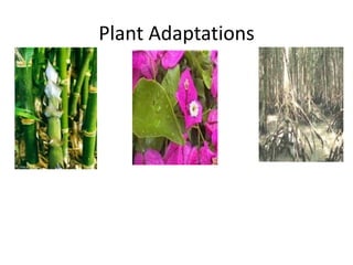 Plant Adaptations
 