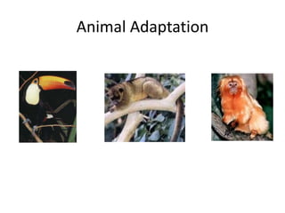 Animal Adaptation
 