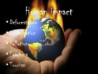 Human impact
• Deforestation
• Urbanization
• Pollution
• Poaching
• Tourism
 