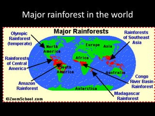 Major rainforest in the world
 