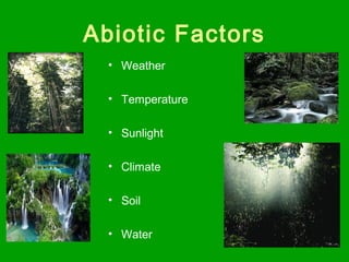Abiotic Factors
• Weather
• Temperature
• Sunlight
• Climate
• Soil
• Water
 