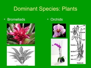 Dominant Species: Plants
• Bromeliads • Orchids
 