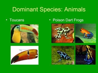 Dominant Species: Animals
• Toucans • Poison Dart Frogs
 
