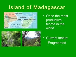 Island of Madagascar
• Once the most
productive
biome in the
world.
• Current status:
Fragmented
 