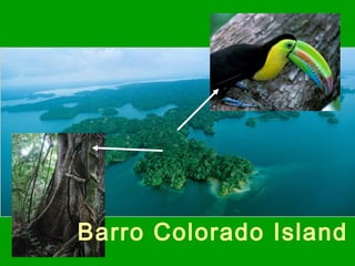 Barro Colorado Island
 