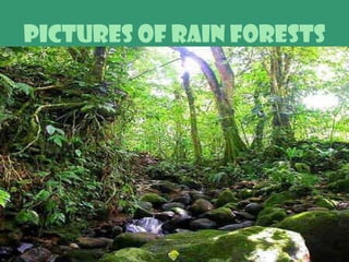 Pictures of rain forests   