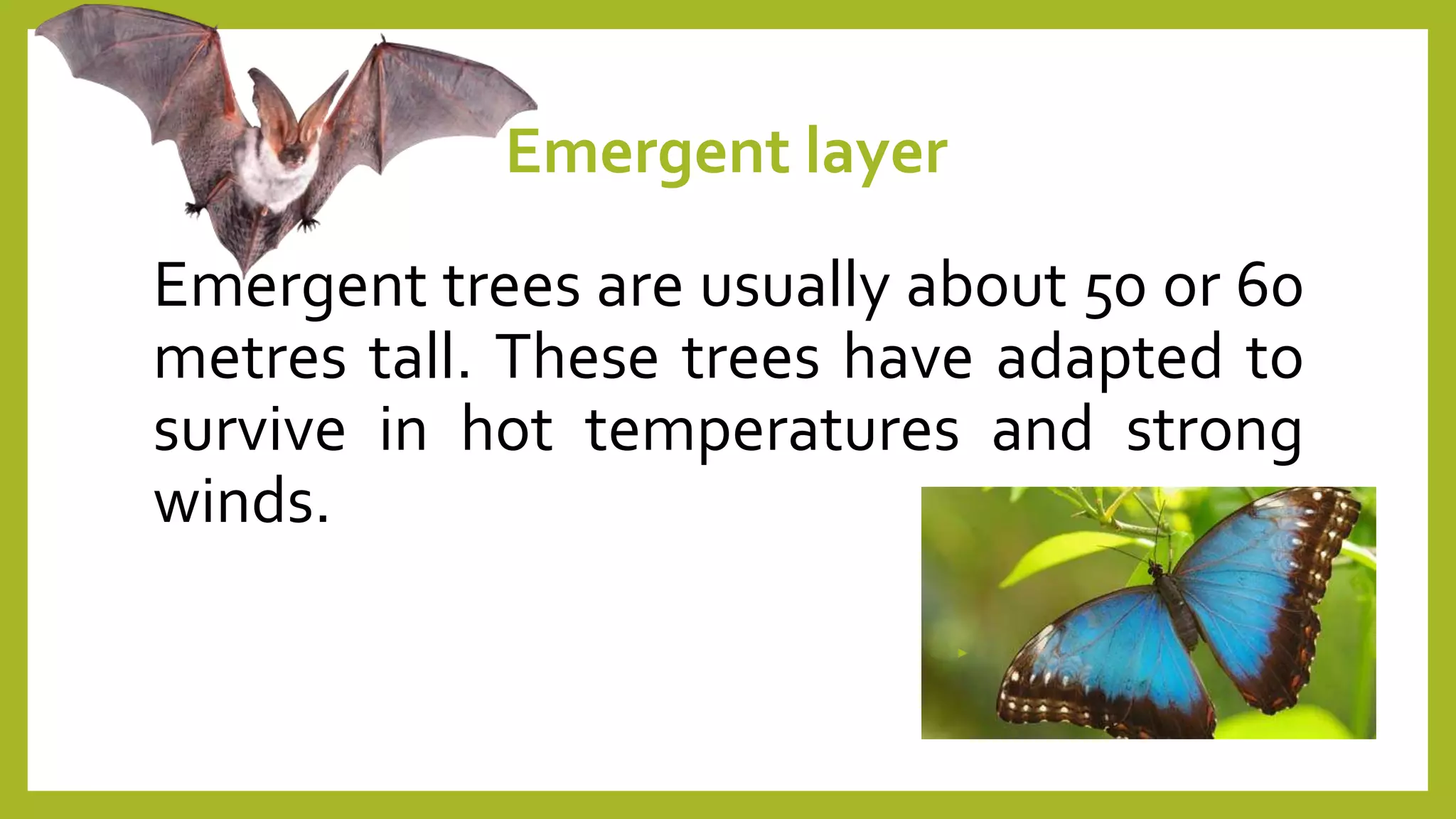 Emergent layer
Emergent trees are usually about 50 or 60
metres tall. These trees have adapted to
survive in hot temperatures and strong
winds.