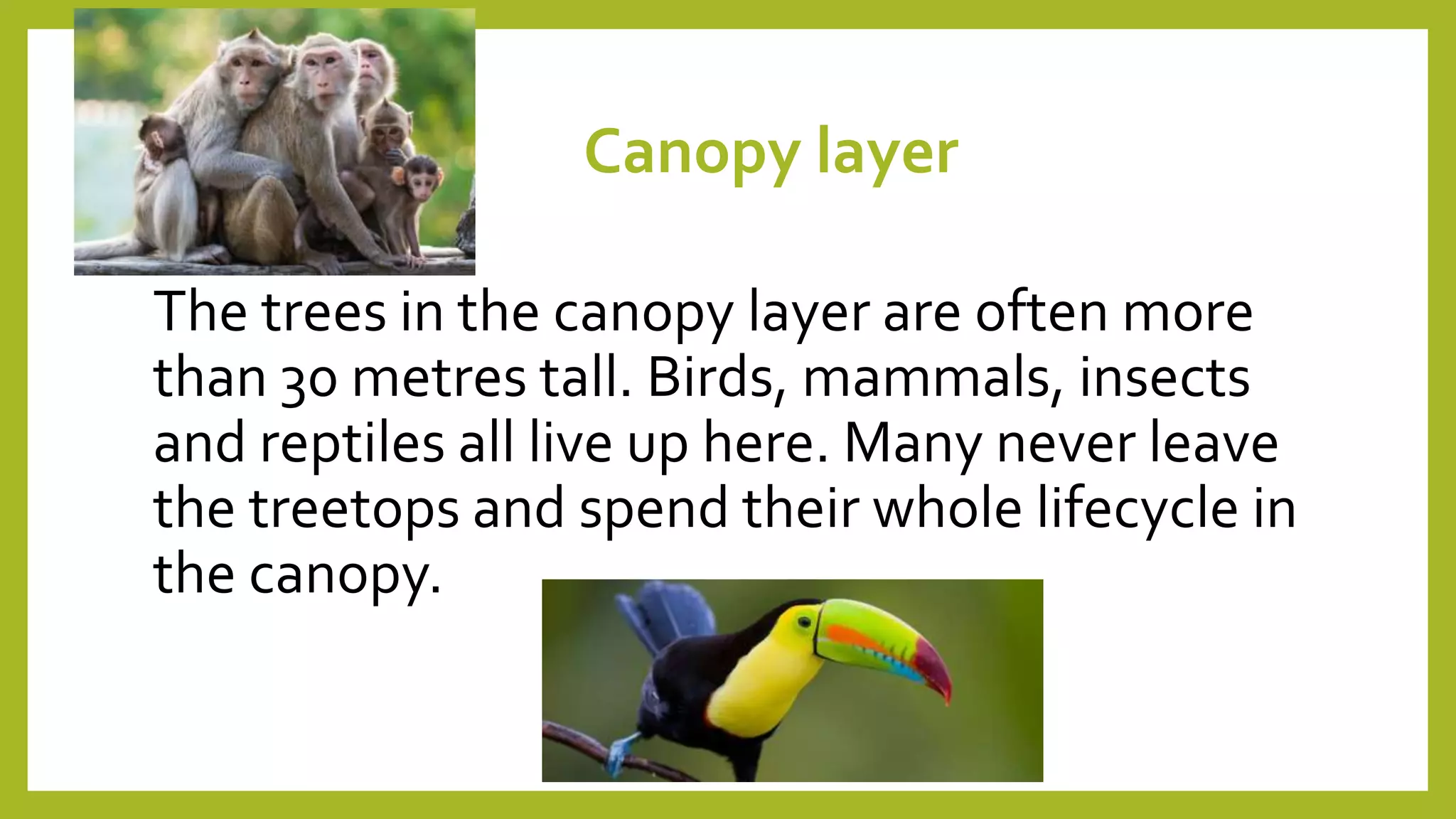 Canopy layer
The trees in the canopy layer are often more
than 30 metres tall. Birds, mammals, insects
and reptiles all live up here. Many never leave
the treetops and spend their whole lifecycle in
the canopy.