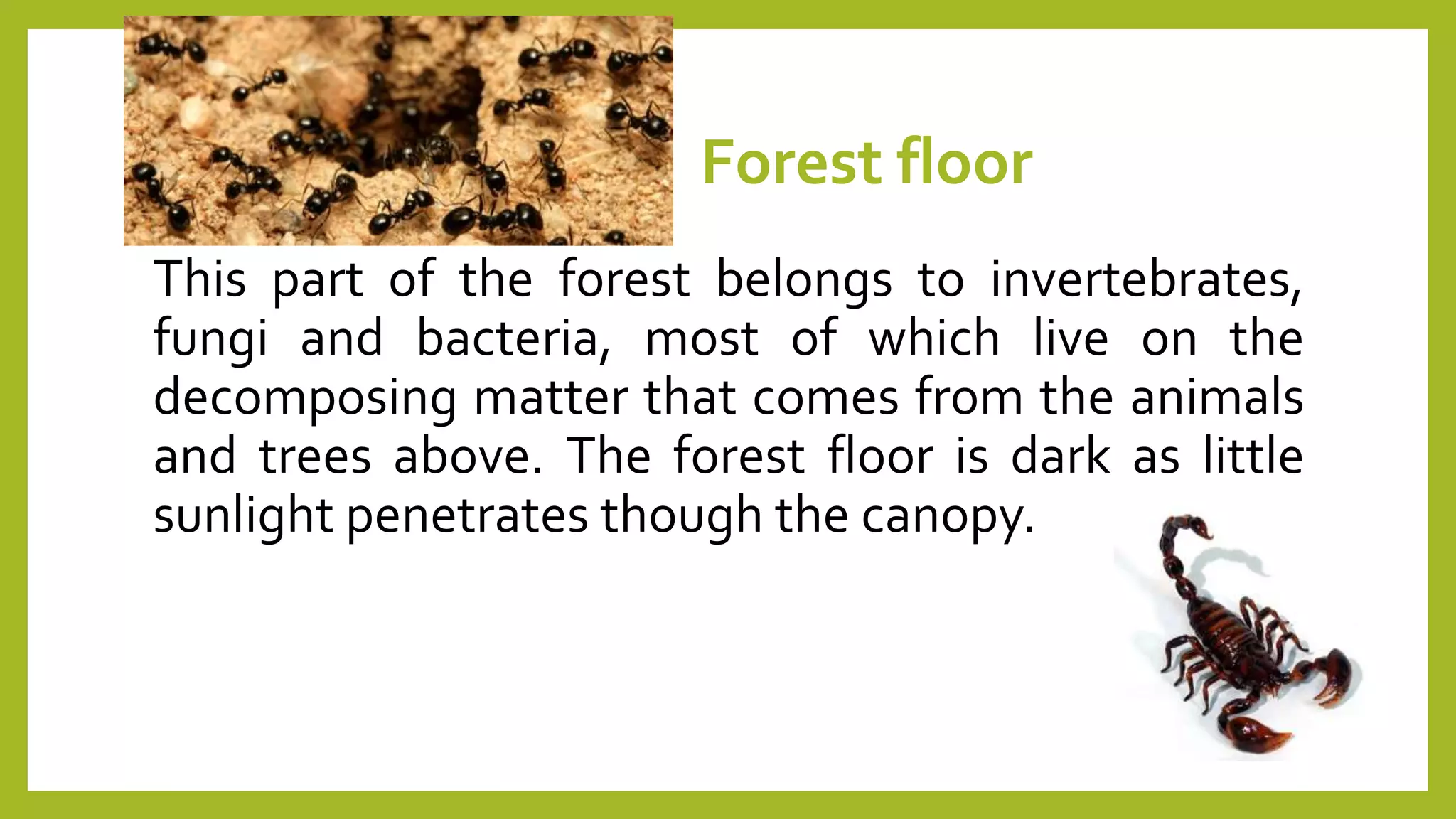 Forest floor
This part of the forest belongs to invertebrates,
fungi and bacteria, most of which live on the
decomposing matter that comes from the animals
and trees above. The forest floor is dark as little
sunlight penetrates though the canopy.