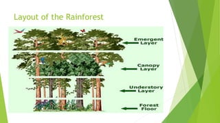 Layout of the Rainforest
 