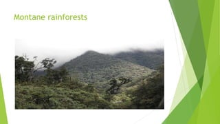Montane rainforests
 
