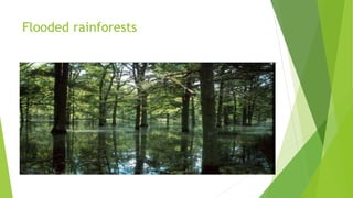Flooded rainforests
 