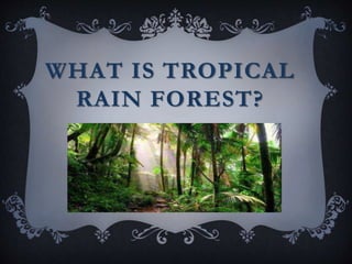 WHAT IS TROPICAL
RAIN FOREST?
 