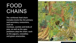 Tropical_Rainforest.........,........... | PPT