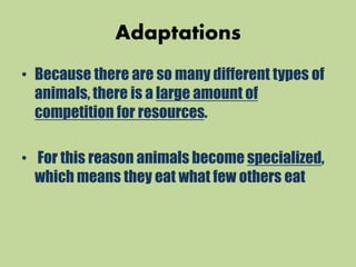 Adaptations
• Because there are so many different types of
animals, there is a large amount of
competition for resources.
• For this reason animals become specialized,
which means they eat what few others eat
 
