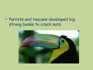 • Parrots and toucans developed big
strong beaks to crack nuts
 