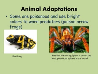Animal Adaptations
• Some are poisonous and use bright
colors to warn predators (poison arrow
frogs)
Dart Frog Brazilian Wandering Spider – one of the
most poisonous spiders in the world
 