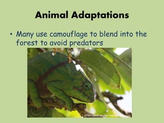Animal Adaptations
• Many use camouflage to blend into the
forest to avoid predators
 