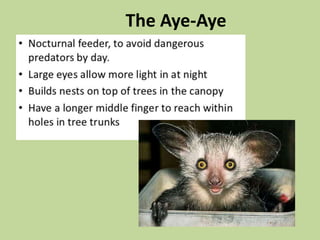The Aye-Aye
 