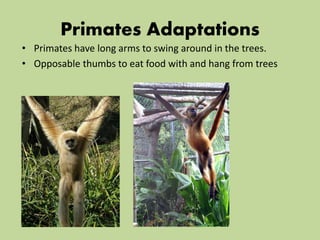 Primates Adaptations
• Primates have long arms to swing around in the trees.
• Opposable thumbs to eat food with and hang from trees
 