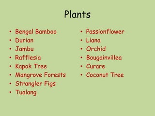 Plants
• Bengal Bamboo
• Durian
• Jambu
• Rafflesia
• Kapok Tree
• Mangrove Forests
• Strangler Figs
• Tualang
• Passionflower
• Liana
• Orchid
• Bougainvillea
• Curare
• Coconut Tree
 